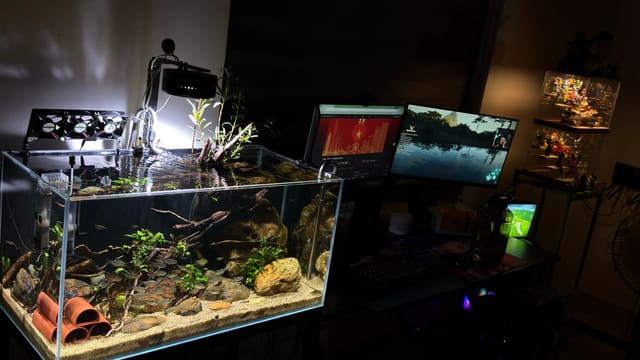 KHOE NHẸ GÓC CHILL NHỎ TẠI NHÀ 🐟
Nhiều khi bật máy tính lên định làm việc mà lại ngồi ngắm cá cả tiếng.
Không biết trong group có bác nào cũng mê setup bể cá không? Khoe góc thủy sinh giao lưu với em nhé! 🐠